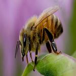 Bee Control Brisbane image 3